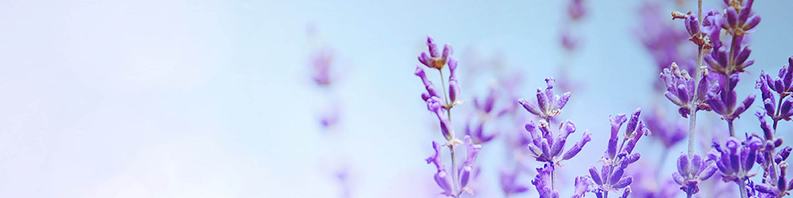 blue flowers